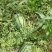 冠龙西瓜8斤打底8成熟1茬