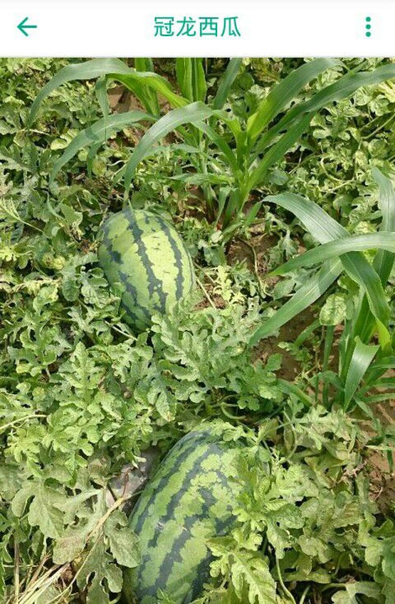 冠龙西瓜8斤打底8成熟1茬