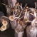 茶树菇12cm