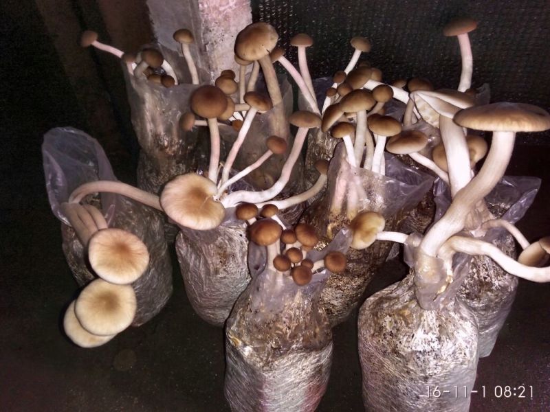 茶树菇12cm