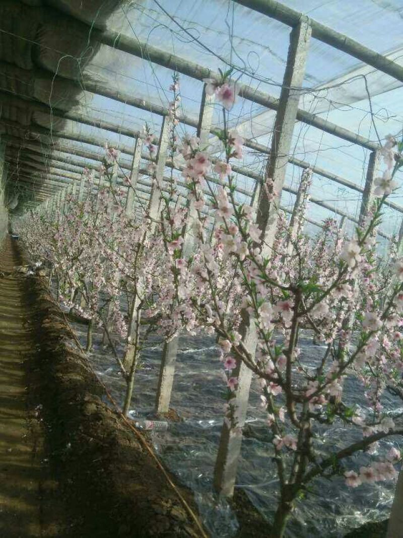 毛桃