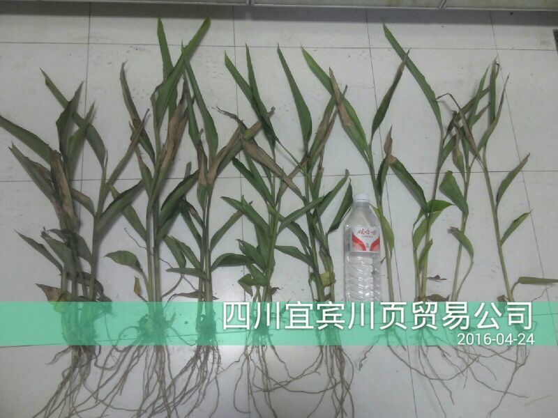 砂仁苗