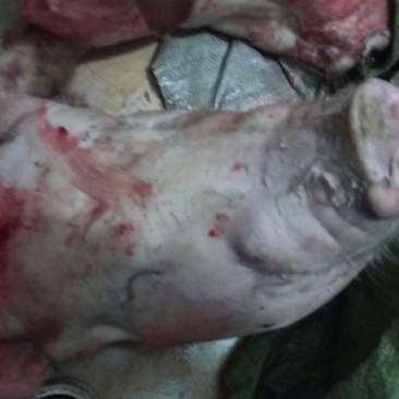 猪头肉散装