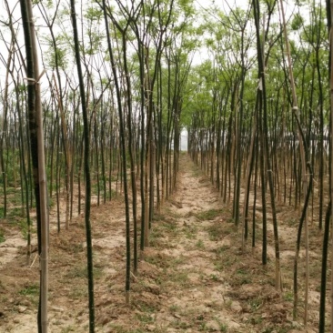 【老国槐】树形好，标准定杆，尺寸全，大量有货