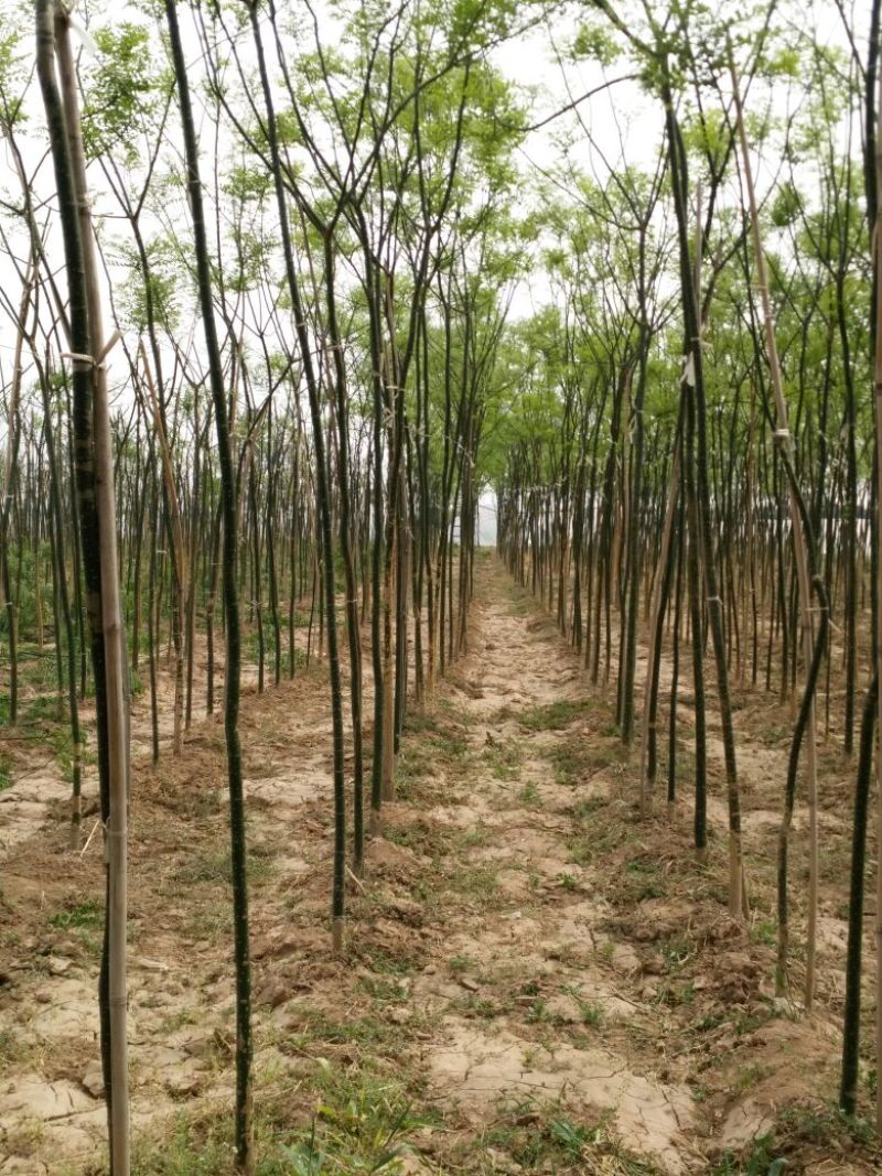 【老国槐】树形好，标准定杆，尺寸全，大量有货