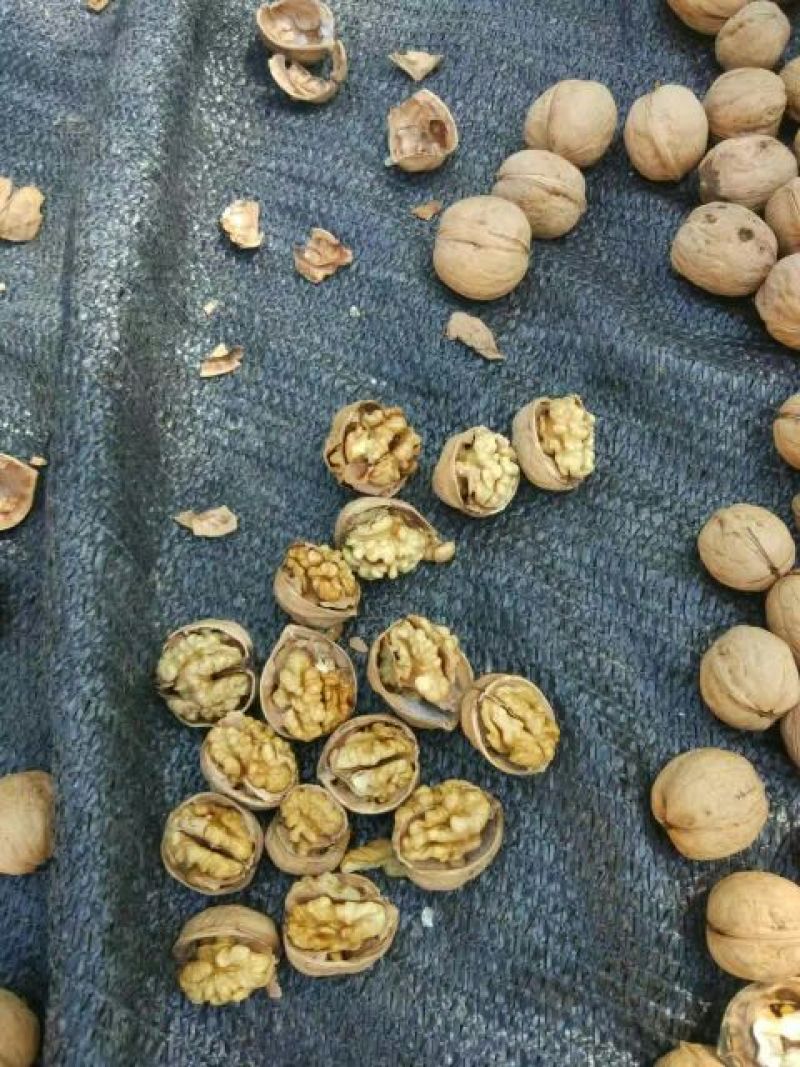 新疆185核桃30mm以上去皮