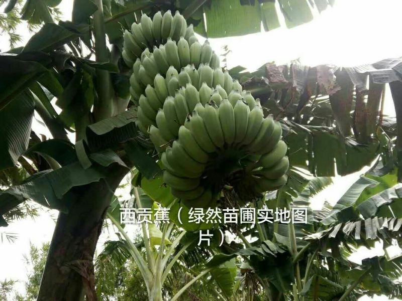 香蕉苗威廉斯桂蕉大巴西