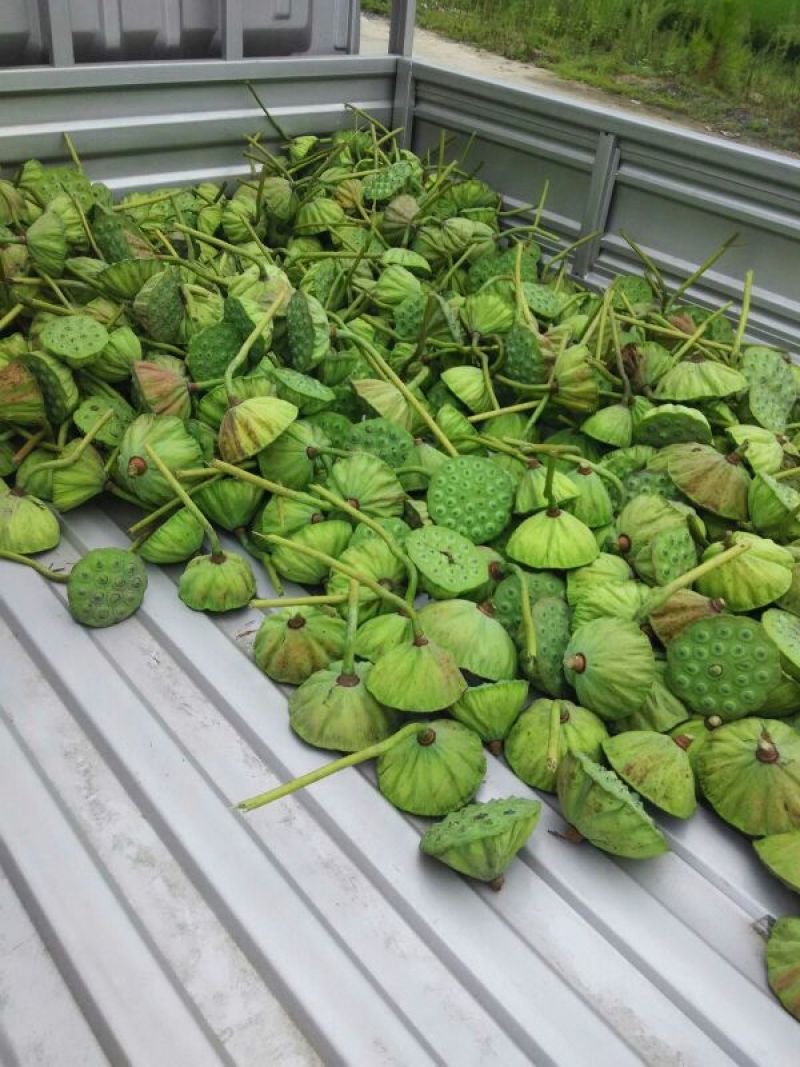 莲蓬莲子新鲜大别山湖北蕲春黄冈