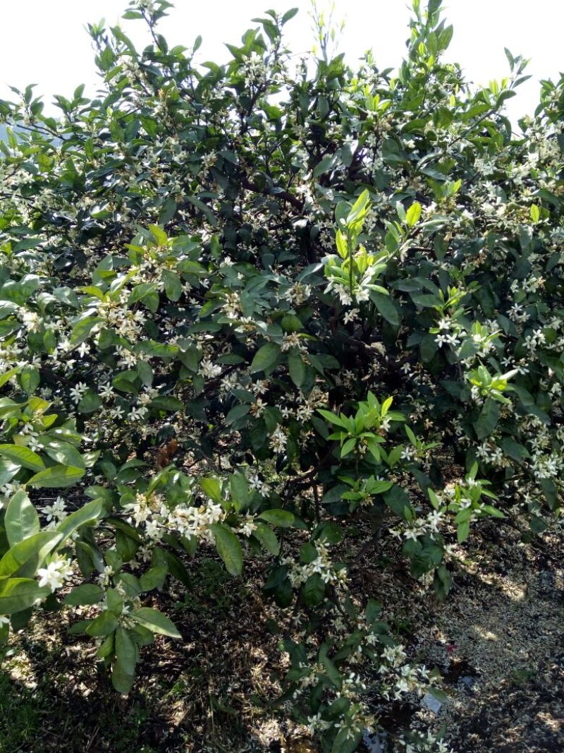晋早熟蜜桔苗80~120cm