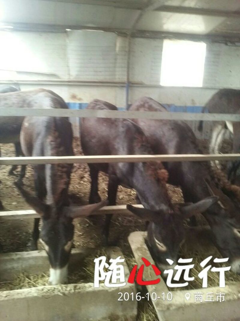 肉驴400~500斤