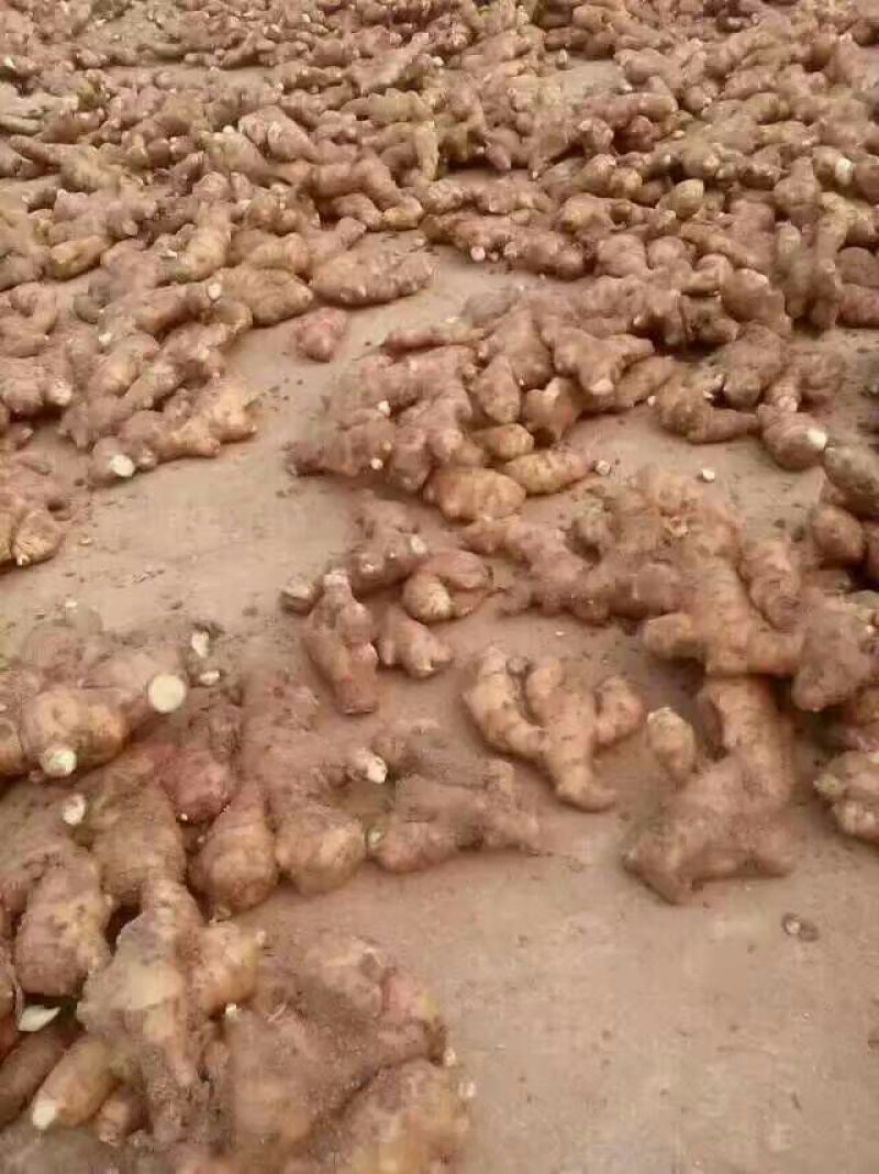 大黄姜小黄姜姜种姜巴山东红牙鲜姜大黄姜小黄姜产地直销