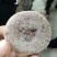 柿饼2~2.5两