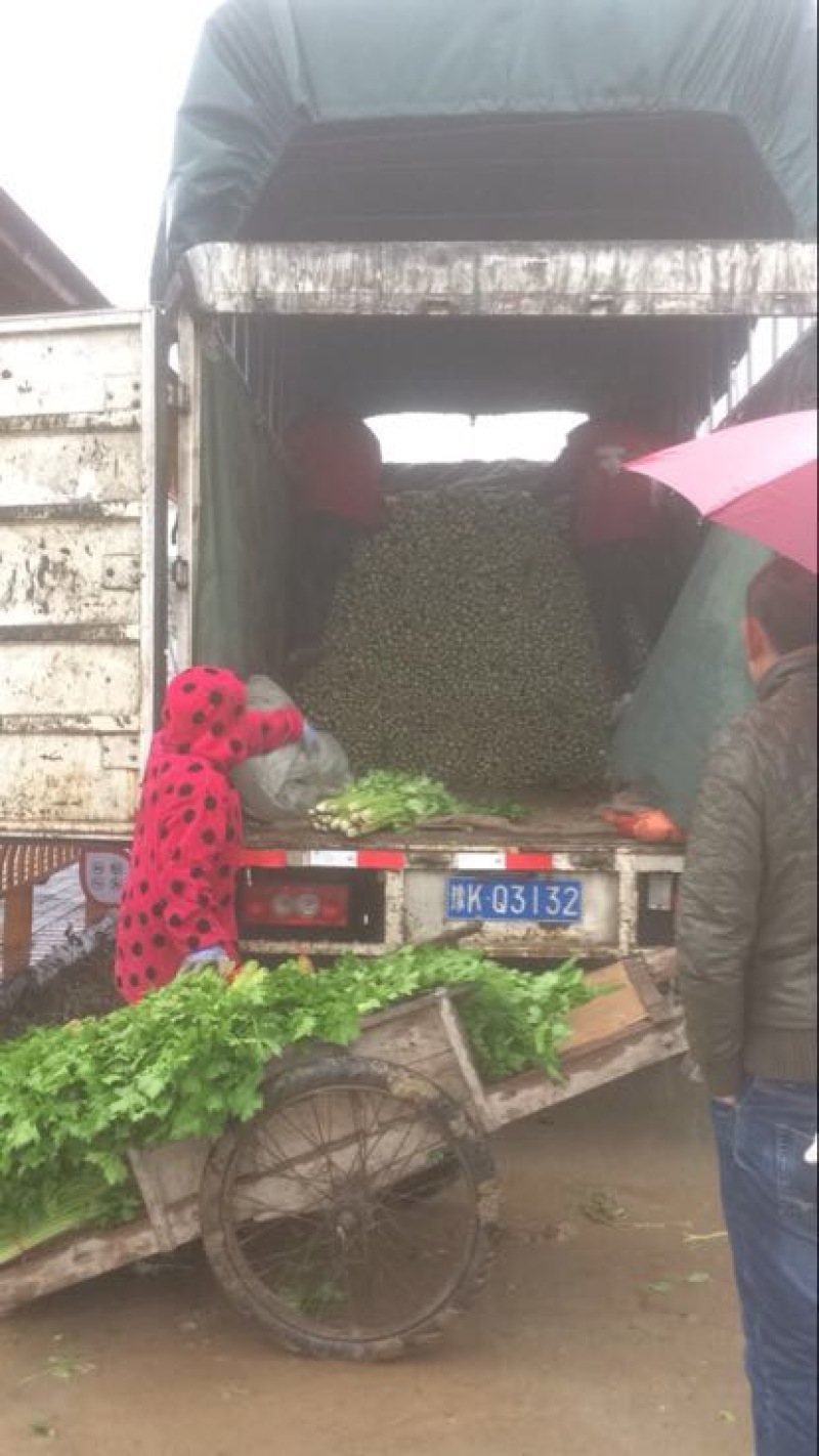 大量低价供应金乡西芹，基地货源充足，当天发货，全国供应