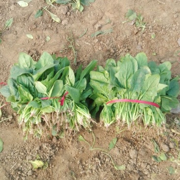 越冬菠菜10~15厘米