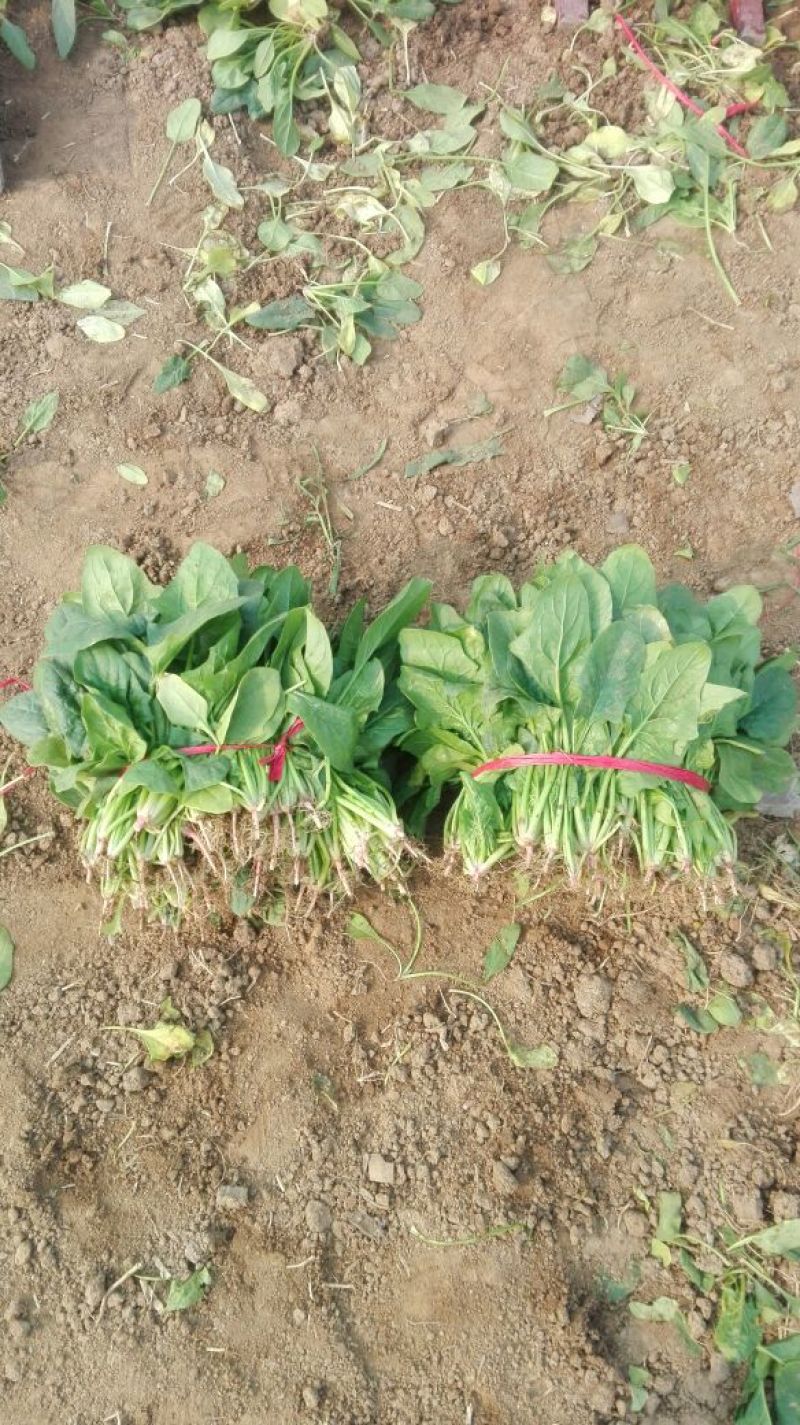 越冬菠菜10~15厘米