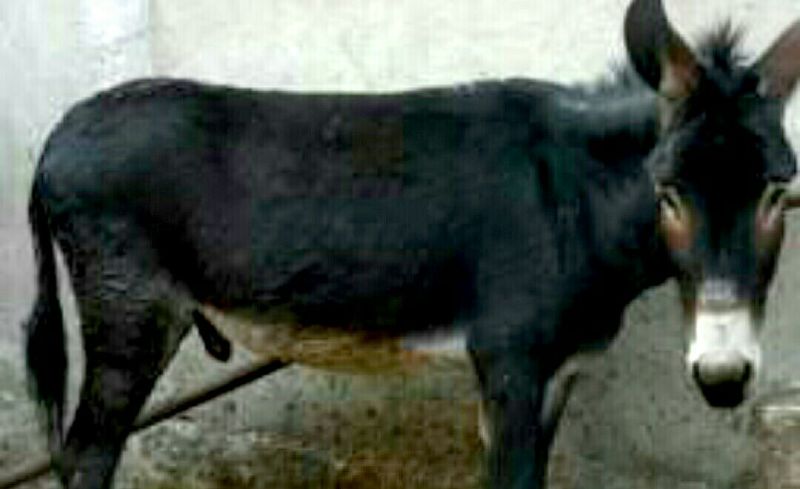 驴肉鲜货