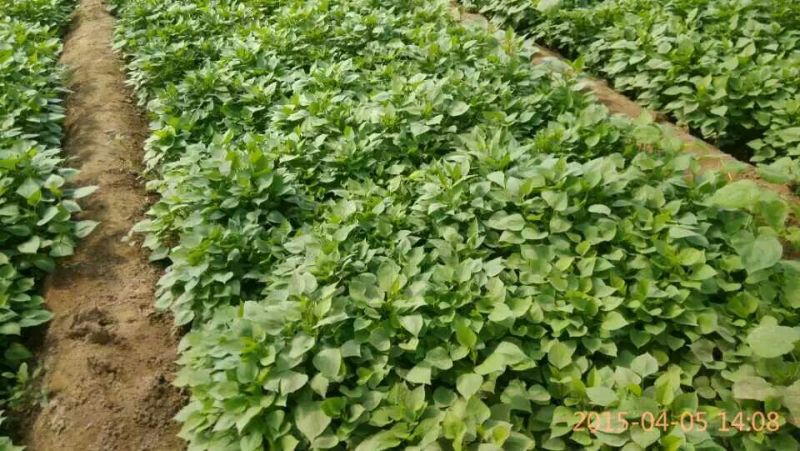龙薯九苗蜜薯苗西瓜红苗哈密苗地瓜苗红薯苗