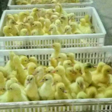 鹅苗250g以下