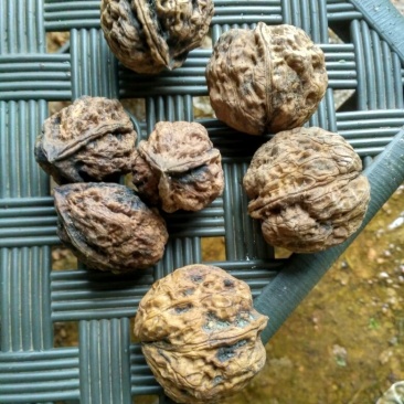 铁核桃去皮干