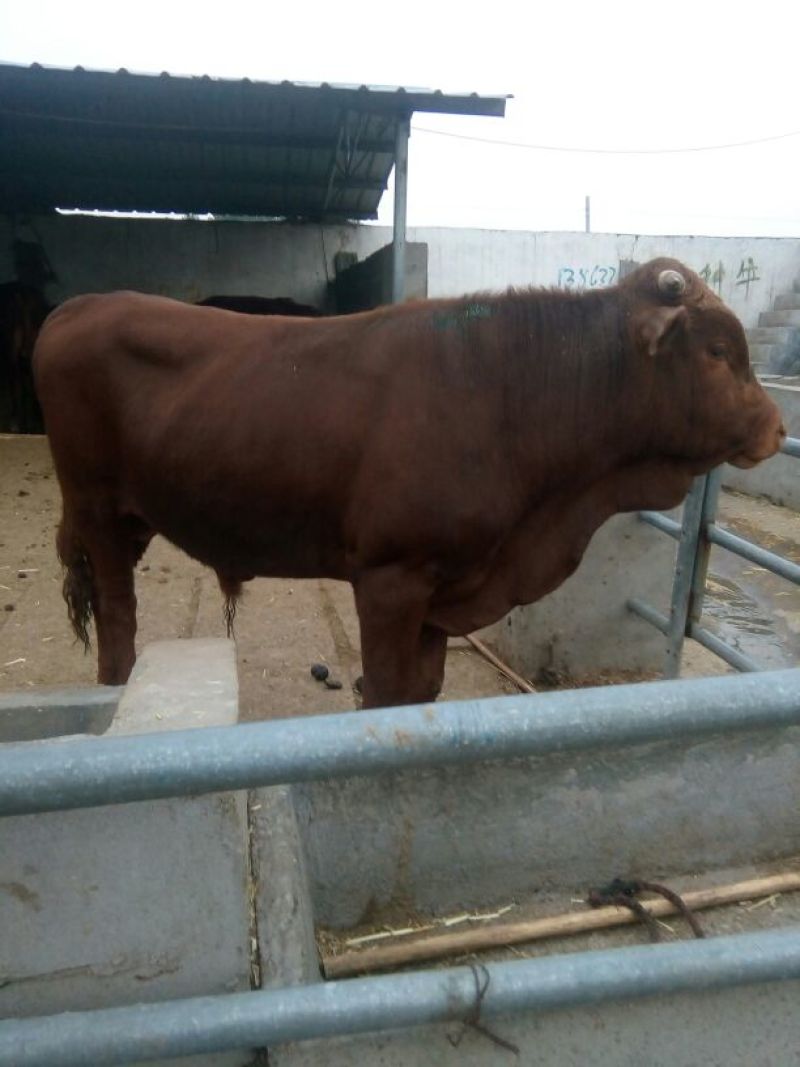 鲁西黄牛100~200kg