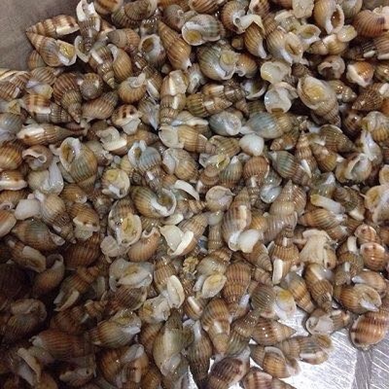 海瓜子