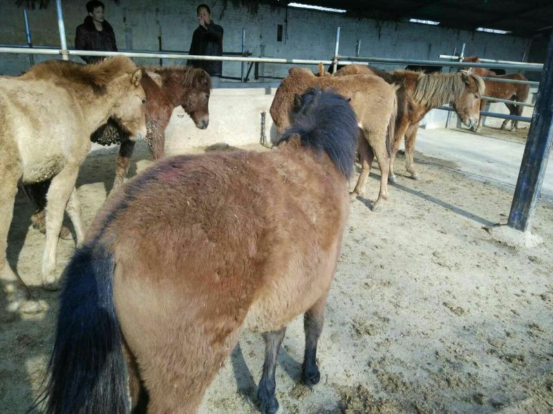 肉马