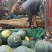 湖北荆州松滋黑皮无籽西瓜8斤打底9成熟1茬洞庭一号