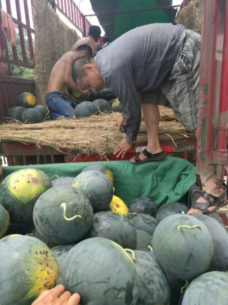 湖北荆州松滋黑皮无籽西瓜8斤打底9成熟1茬洞庭一号