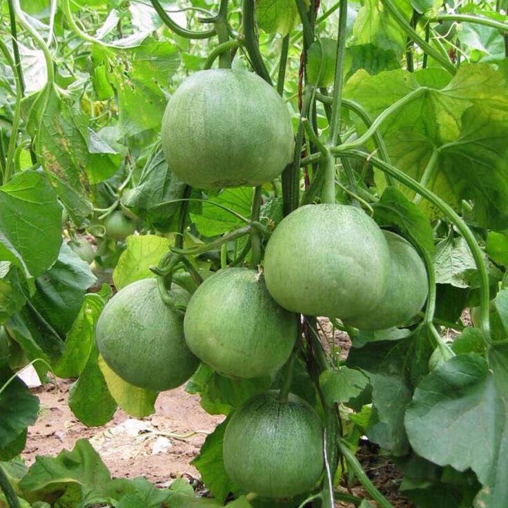 绿宝甜瓜 1.5斤以上批发_田蕾供应_一亩田农业