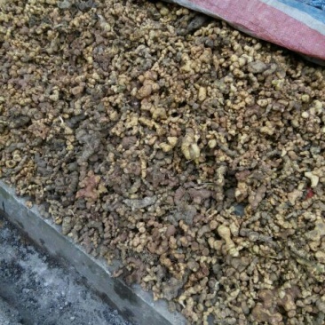 黄精