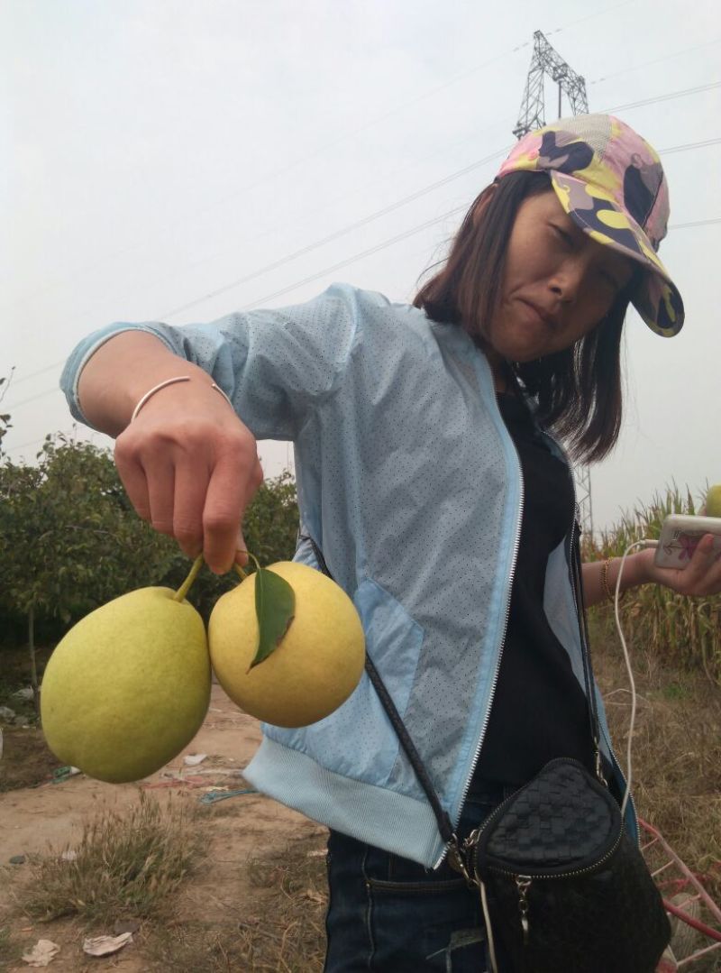 长把梨200~250g纸袋