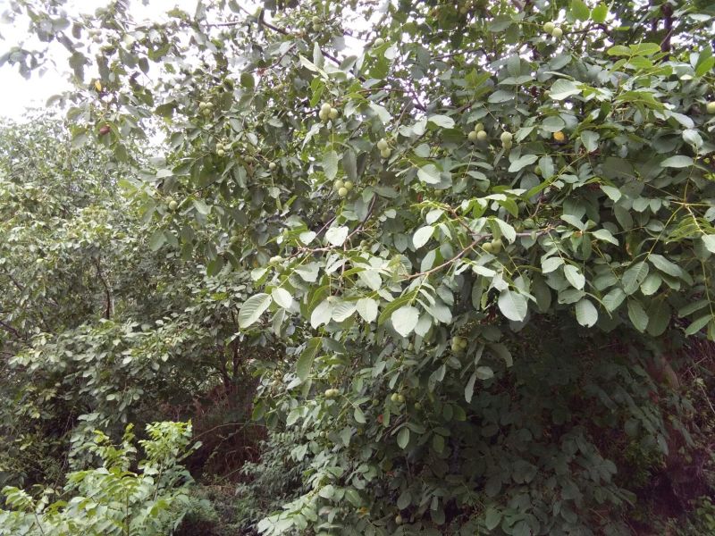 青皮核桃30mm以上青皮