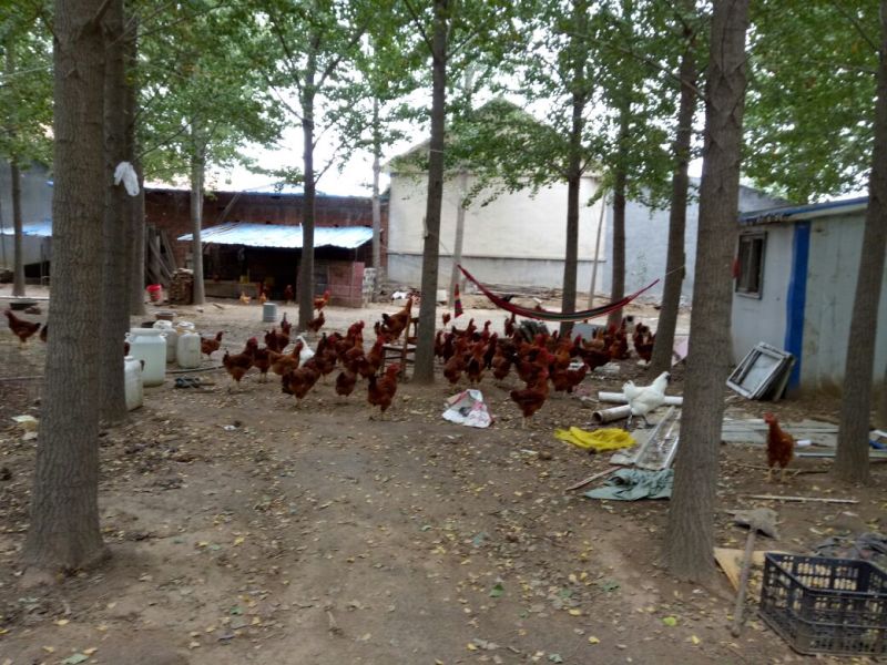 鸡7~8斤散养土鸡