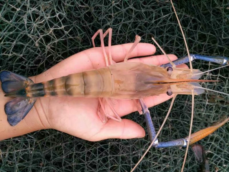 沼虾