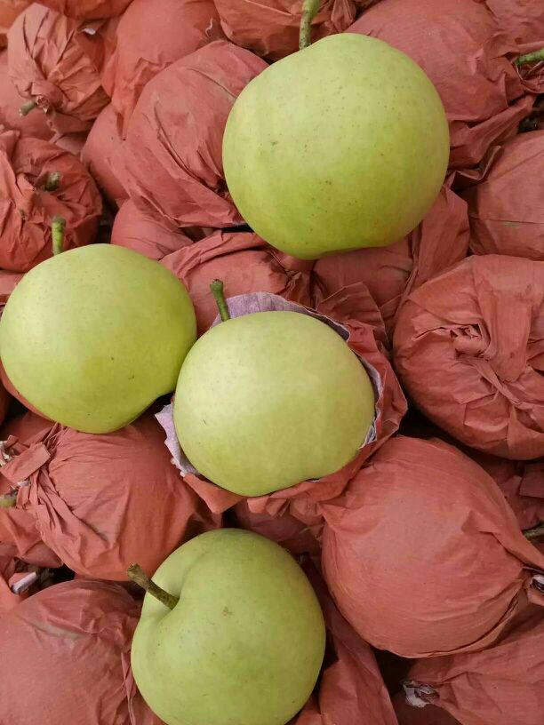 绿宝石梨 250~300g 纸袋