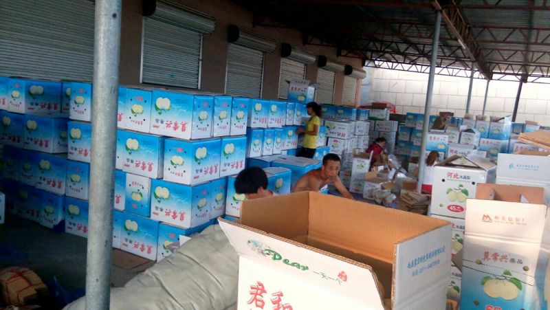皇冠梨500~550g纸箱