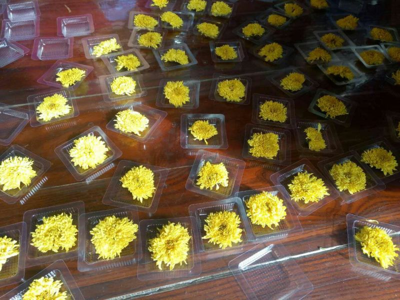 药用菊花袋装