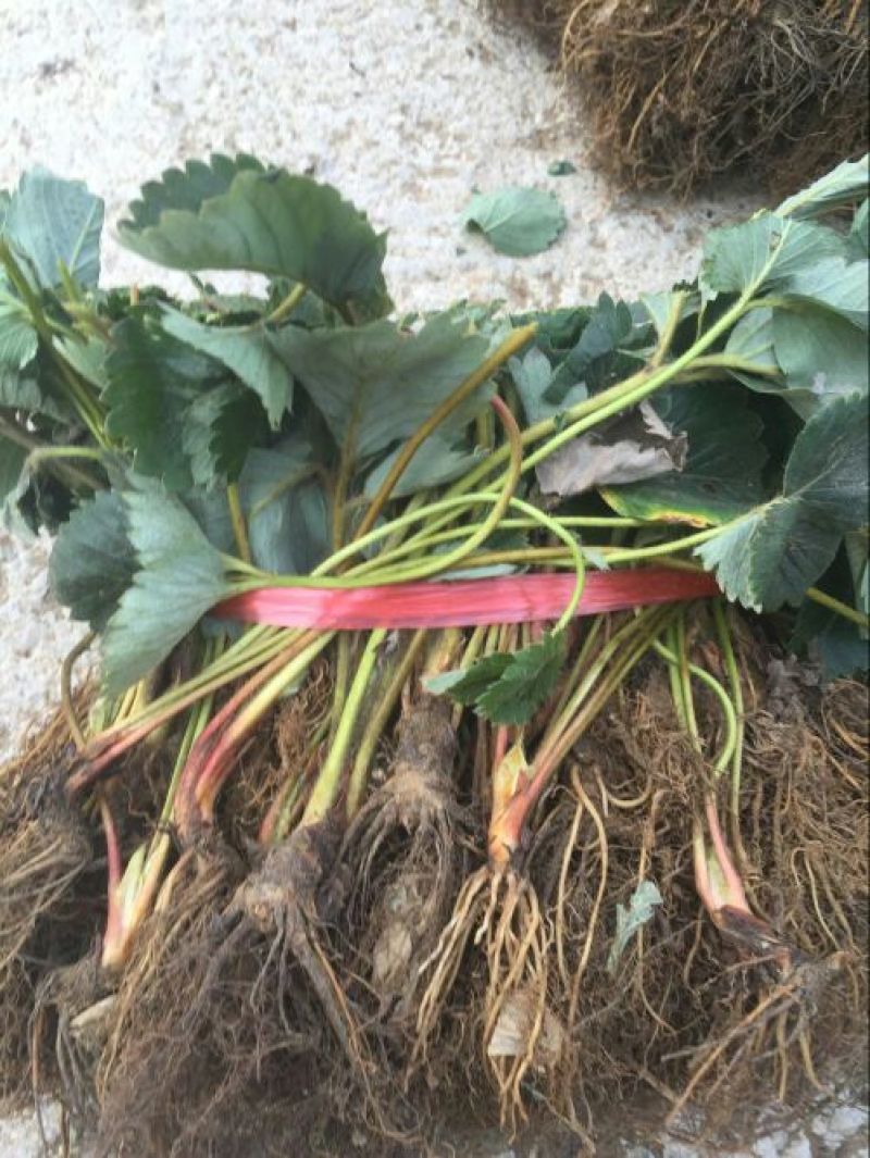 草莓苗10~20cm