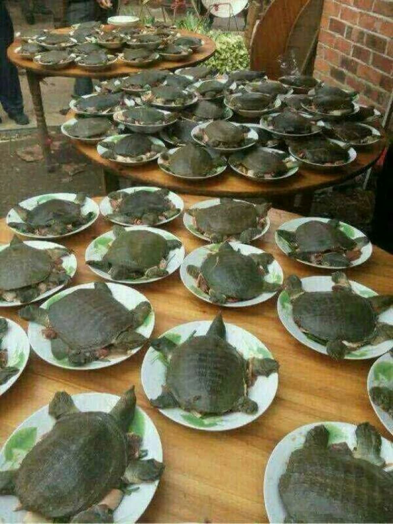 甲鱼苗鱼苗