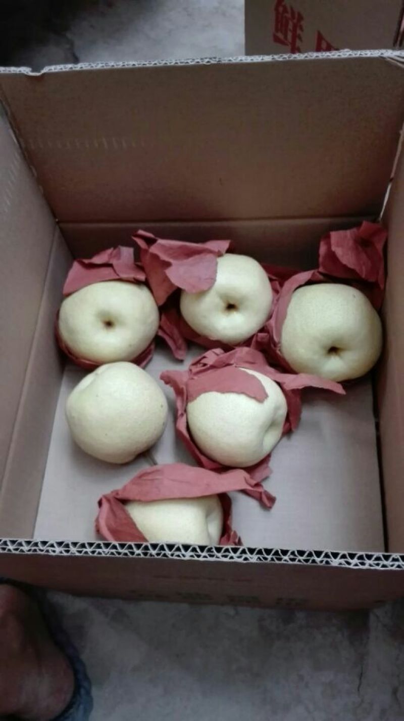 酥梨200~250g纸袋