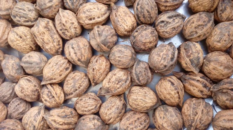 秋子核桃25mm以下去皮干