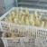 鹅苗250g以下