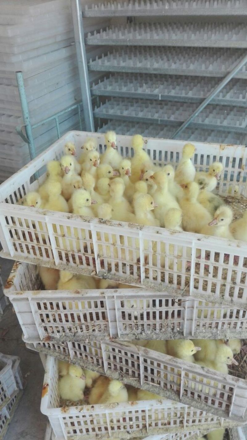鹅苗250g以下