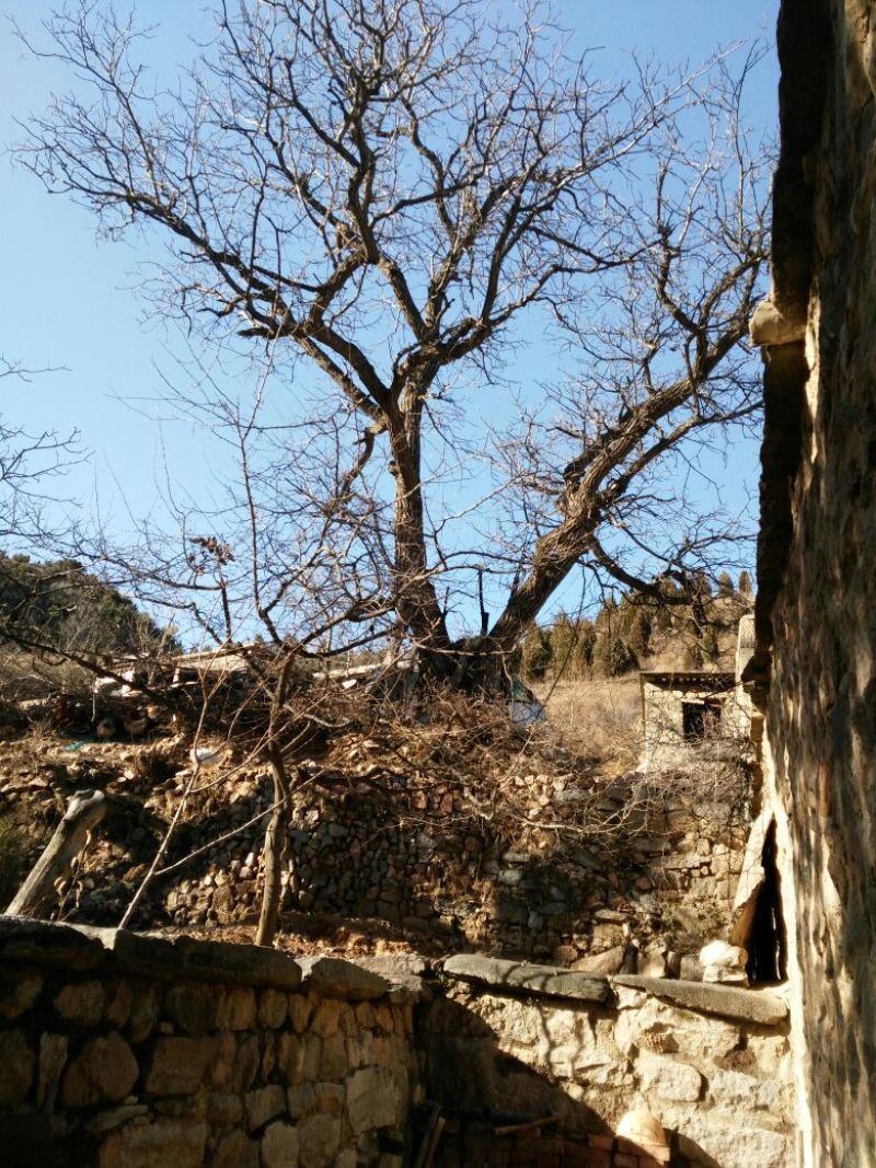 山核桃去皮干