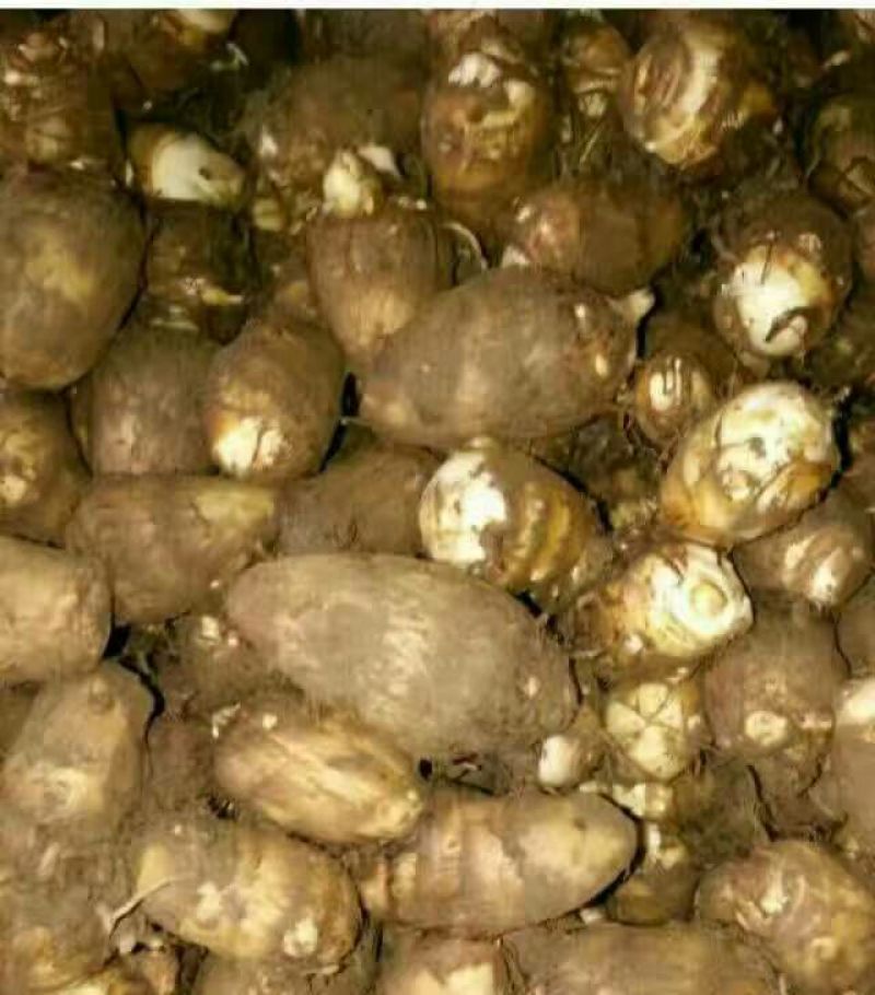 山东优质芋头大量上市，优质沙土芋头，保质保量，产地直供。