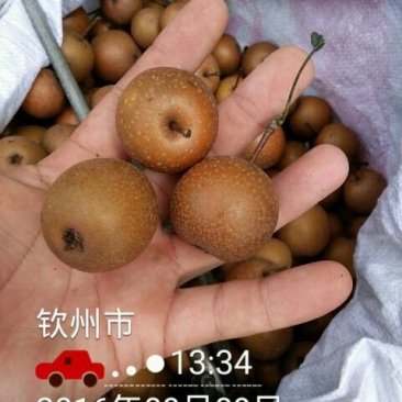沙梨60~100g膜袋