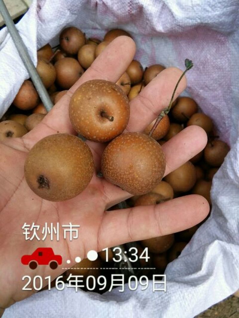 沙梨60~100g膜袋