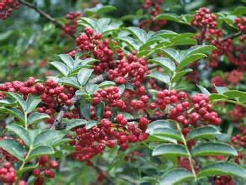 花椒特级干