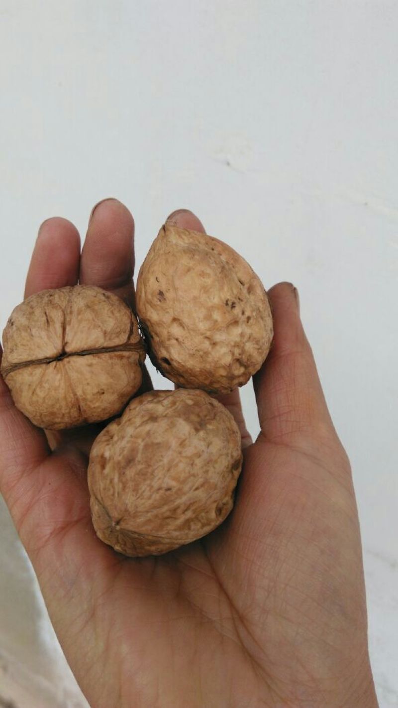 山核桃去皮干