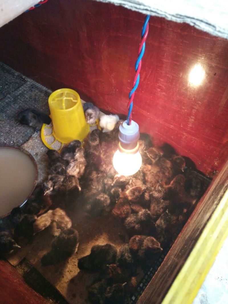 云南土鸡苗60~70克脱温苗